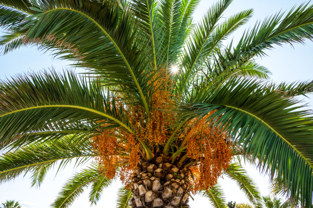 Early Detection and Recovery from Stem Rot