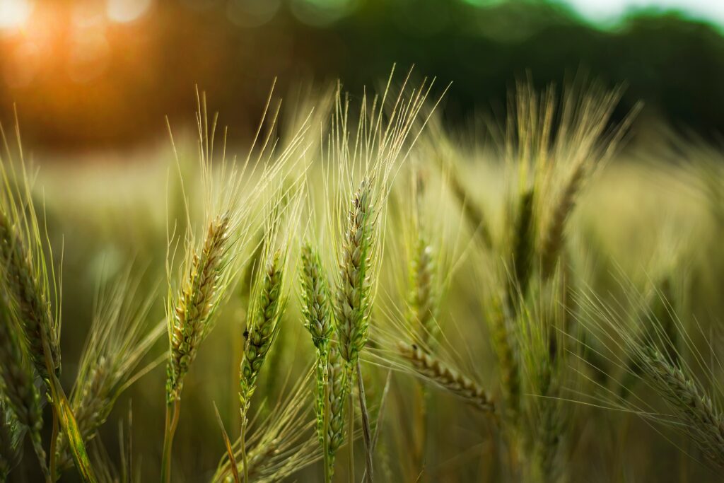 Early Stress Detection, Timely Intervention and Crop Recovery